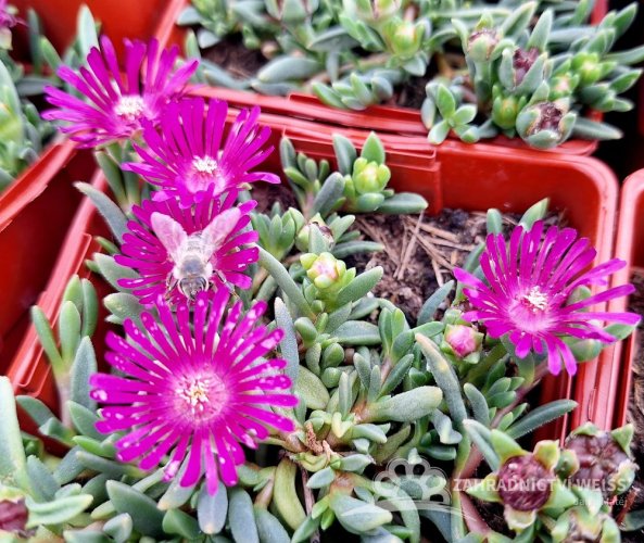 DELOSPERMA - SUNDELLA LEVANDER