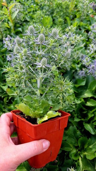 MAČKA - ERYNGIUM PLANUM BLUE HOBIT