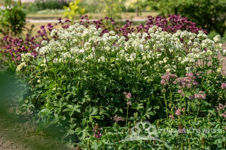 JARMANKA VĚTŠÍ - ASTRANTIA ASTRA WHITE