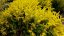 SEDUM SEXANGULARE