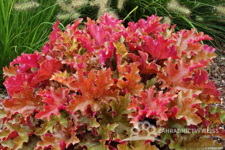 HEUCHERA MARLMALADE