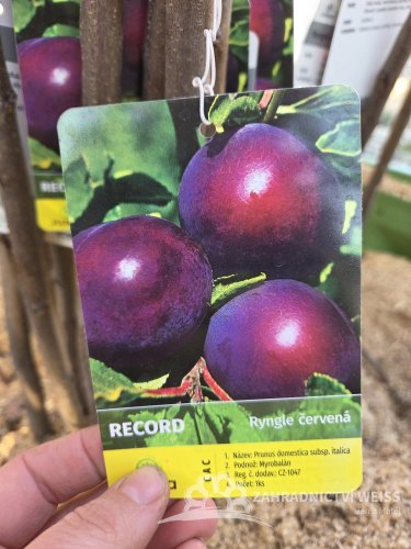 RYNGLE ČERVENÁ - RECORD