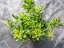 SEDUM HYBRIDUM - LITTLE MISS SUNSHINE
