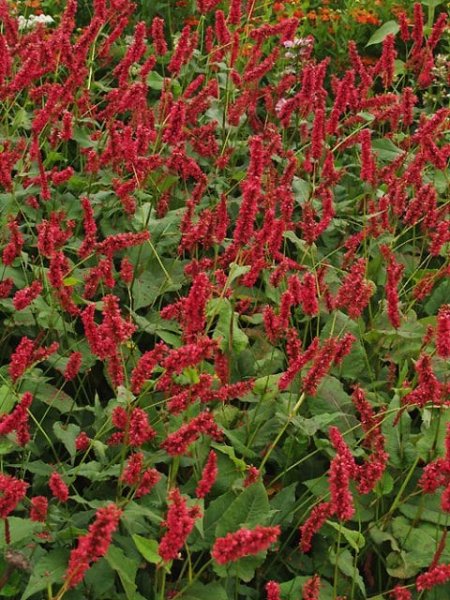 RDESNO - PERSICARIA AMPLEXICAULIS LISAN