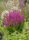 KYPREJ VRBICE – LYTHRUM SALICARIA ROBERT