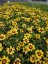 COREOPSIS GRANDIFLORA UPTICK YELLOW & RED