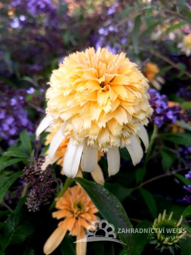 ECHINACEA PURPUREA – LEMON DROP