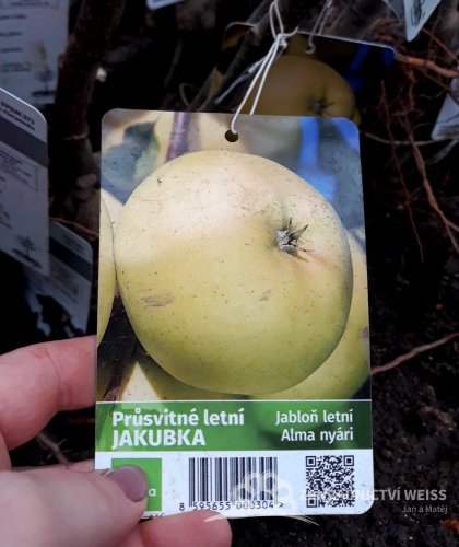 JABLOŇ - PRŮSVITNÉ LETNÍ - JAKUBKA