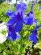 DELPHINIUM MODRÉ - DELPHINIUM GRANDIFLORUM DELFIX BLUE