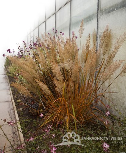 TŘTINA CHLOUPKATÁ - CALAMAGROSTIS BRACHYTRICHA