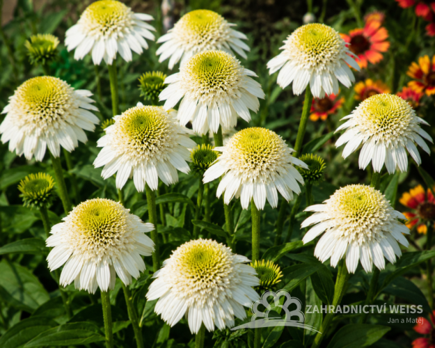 ECHINACEA PURPUREA - DELICIOUS NOUGAT
