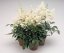 ASTILBE - ČECHRAVA ASTARY WHITE