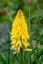 KLEOPATŘINA JEHLA - KNIPHOFIA "POCO YELLOW"