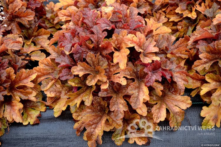 HEUCHERELLA x HYBRIDA BUTTERED RUM