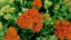 ACHILLEA MILLEFOLIUM SASSY SUMMER SUNSET