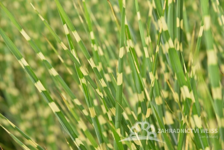 MISCANTHUS SINENSIS STRICTUS