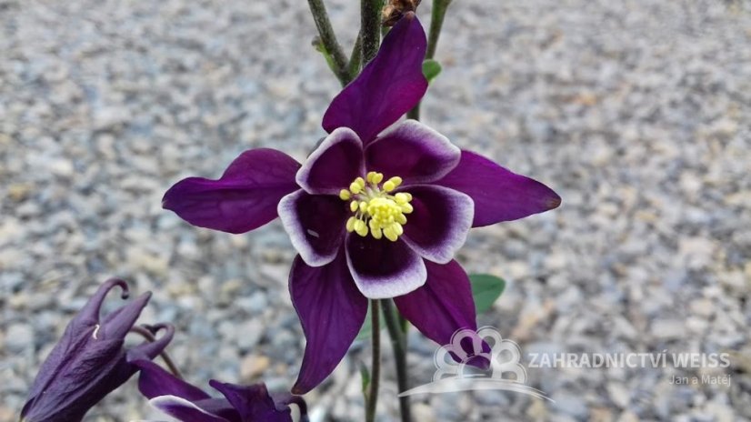 ORLÍČEK MIX - AQUILEGIA "BIEDERMEIER"