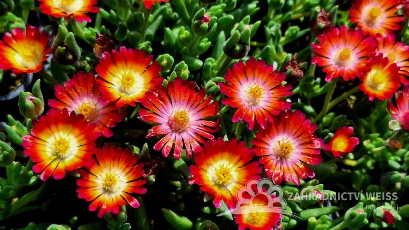 DELOSPERMA -  COOPERI JEWEL OF DESERT GRENADE