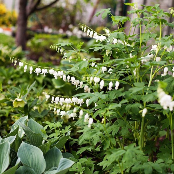 SRDCOVKA NÁDHERNÁ - DICENTRA SPECTABILIS ALBA