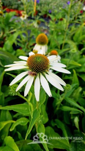 ECHINACEA PURPUREA WHITE SWAN