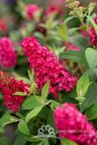 MOTÝLÍ KEŘ - BUDDLEJA BUTTERFLY CANDY LITTLE RUBY
