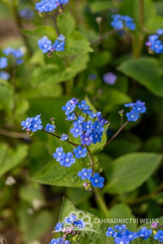 BRUNNERA MACROPHYLLA