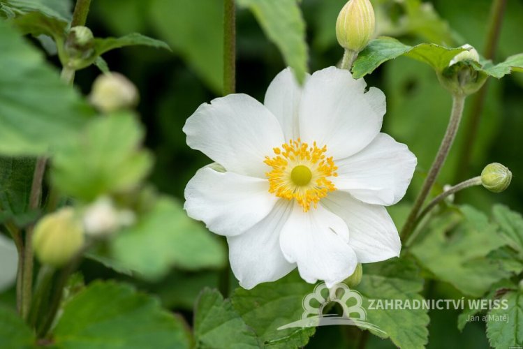 ANEMONE HONORINE JOBERT