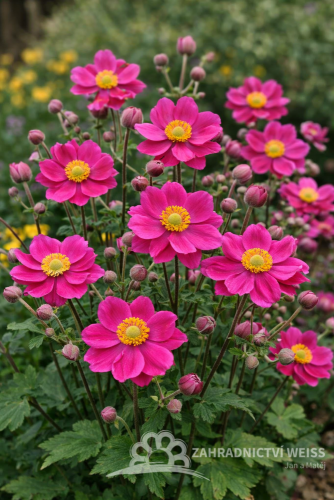 SASANKA - ANEMONE HUPEHENSIS PRINZ HEINRICH