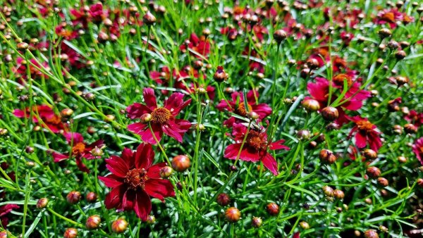 KRÁSNOOČKO - COREOPSIS VERTICILLATA RUBY RED