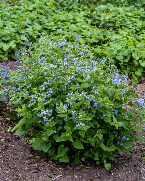 BRUNNERA MACROPHYLLA