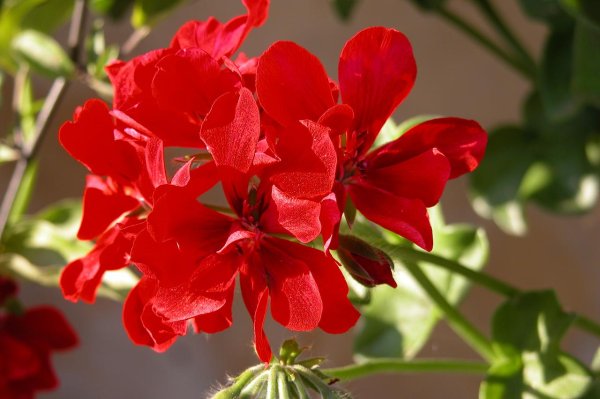 PŘEVISLÝ MUŠKÁT - PELARGONIE-  PLNOKVĚTÁ - ČERVENÁ