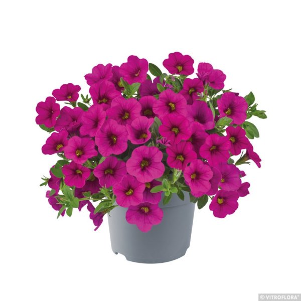 MILLION BELLS – CALIBRACHOA METRO EARLY NEON ROSE