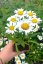 KOPRETINA TRPASLIČÍ - LEUCANTHEMUM MAXIMUM "SNOW LADY"