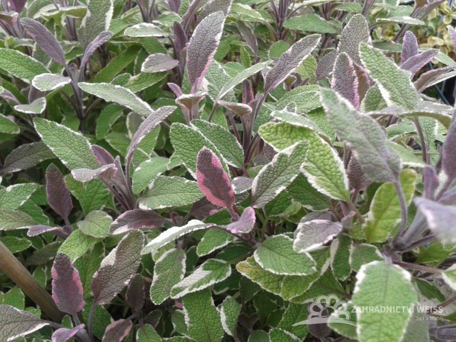 ŠALVĚJ TRICOLOR - SALVIA OFFICINALIS TRICOLOR