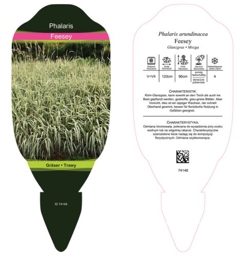 PHALARIS ARUNDINACEA FEESEY - CHRASTICE RÁKOSOVITÁ