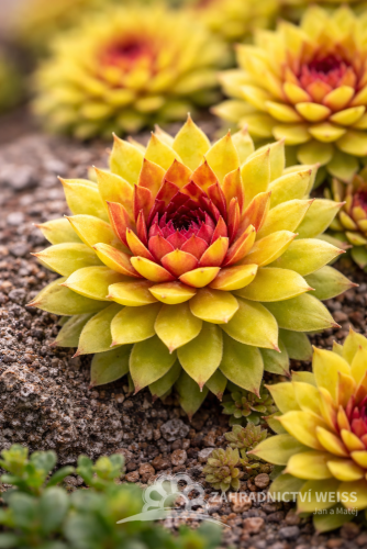 NETŘESK – SEMPERVIVUM GOLD RUSH