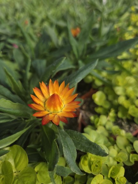 SLAMĚNKA BRACTEANTHA HELIANA SCARLET