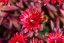 DELOSPERMA HYB. DESERT DANCER RED