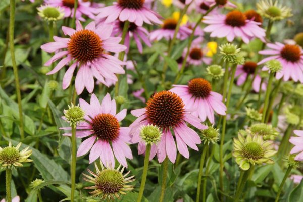 ECHINACEA RŮŽOVÁ - ECHINACEA PRIMADONNA DEEP ROSE