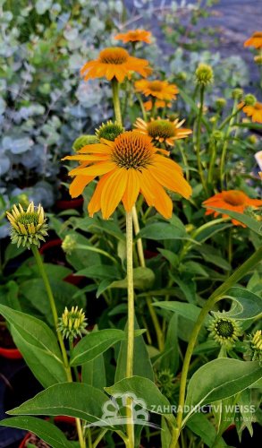 ECHINACEA PURP. LAKOTA YELLOW