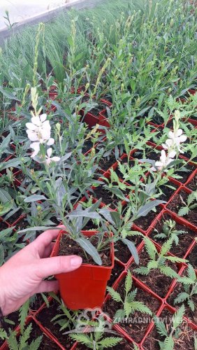 GAURA KARALEE WHITE - SVÍČKOVEC BÍLÝ