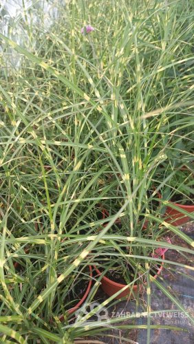 MISCANTHUS SINENSIS - LITTLE ZEBRA