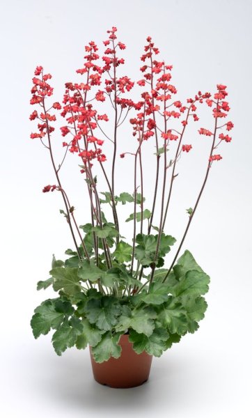 HEUCHERA CORAL FOREST