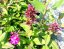 PHLOX "SWEET SUMMER RED"