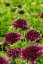HLAVÁČ  FIALOVÝ - SCABIOSA COLUMBARIA BARROCCA