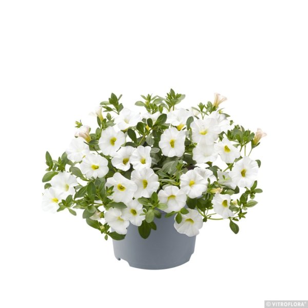 MILLION BELLS – CALIBRACHOA METRO WHITE