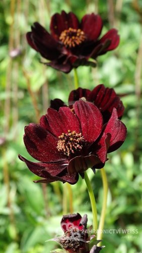 COSMOS ATROSANGUINEUS ECLIPSE