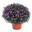 ASTRA PODZIMNÍ - ASTER BELIEVER PURPLE