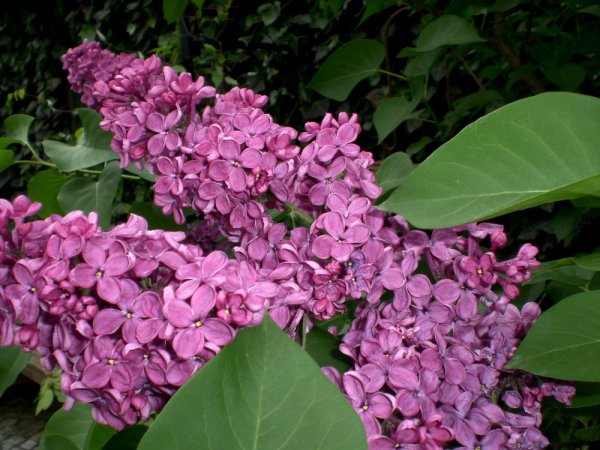 ŠEŘÍK OBECNÝ - SYRINGA VULGARIS - PURPUROVÁ