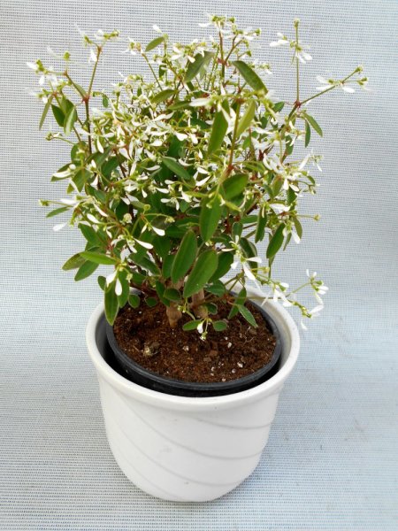 EUPHORBIA - DIAMANTOVÝ ZÁVOJ